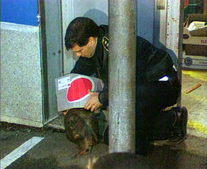 Статуя «Русалочка» Ханса Андерсена подвергалась нападения вандалов множество раз. В 1964 и 1998 годах статую обезглавливали. В первый раз голову восстановили по гипсовому слепку Ханса Андерсена, во второй — она была возвращена анонимно. В 2007 году власти Копенгагена решили перенести статую дальше в гавань, чтобы избежать новых нападений вандалов