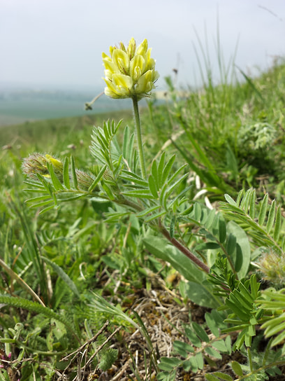 Остролодочник волосистый (Oxytropis pilosa) внесен в Красные книги 10 регионов России, а также Беларуси и Эстонии