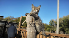 Кошки снижают риск инфаркта