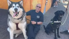 В Англии живет маламут размером с пони