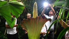 В Германии похищено растение с самым неприятным запахом в мире