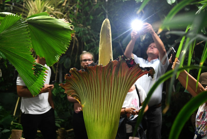 Клубень аморфофаллуса титанического (Amorphophallus titanum) 