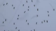 В Исландии впервые обнаружены комары