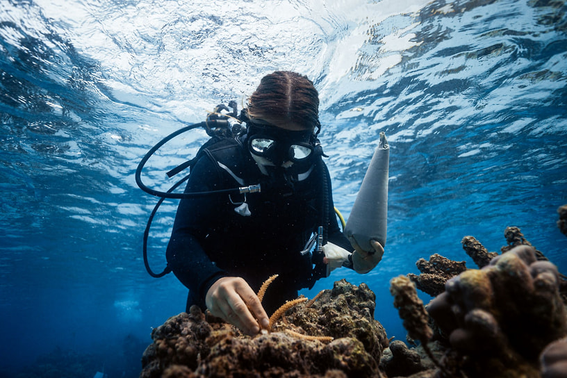 Презентация участникам United Nations Ocean Conference в Ницце программы по восстановлению коралловых рифов Coral Gardeners Labs