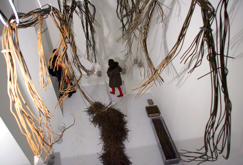 Экспозиция выставки «Комнатное растение. Полная версия», 2010