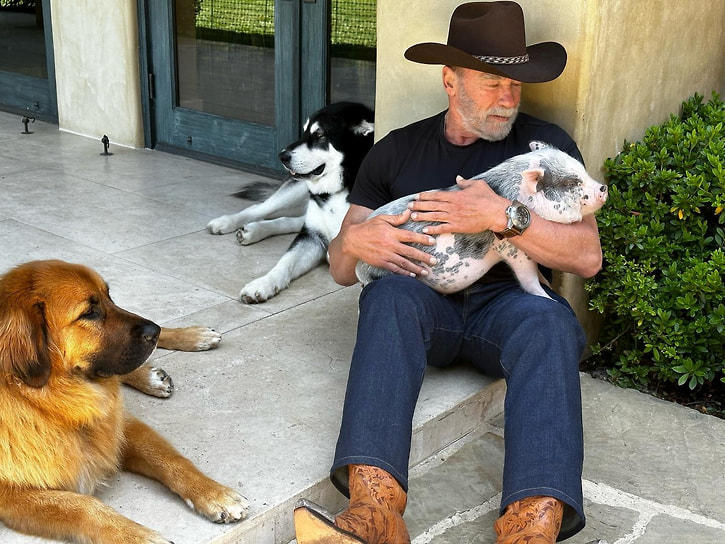 В декабре 2021 года актер Арнольд Шварценеггер пожертвовал $250 тыс. организации Village for Vets, которая предоставляет временное жилье для бездомных ветеранов и их питомцев в Лос-Анджелесе. Сам актер приютил свинью по имени Шнелли и ослицу Лулу