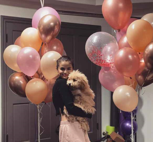 Певица Селена Гомез является владельцем нескольких собак, большинство из которых она приютила. В 2011 году она взяла из приюта собаку по кличке Бейлор, а во время пандемии в 2020 году приютила сразу двух собак — Дэйзи и Винни