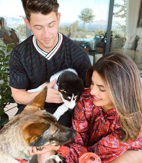 Актриса и модель Приянка Чопра вместе с мужем певцом Ником Джонасом приютили несколько собак, включая чихуахуа Диану в 2016 году, овчарку Гино в 2019 году и хаски Панду в 2020-м 