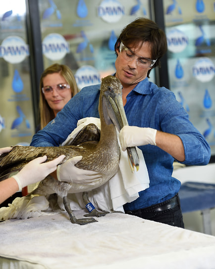 Американский актер  Йен Сомерхолдер приютил несколько бездомных кошек и собак. Он также открыл приют для бродячих животных и вместе с женой Никки Рид основал фонд, который занимается защитой природы и борется против жестокого обращения с животными
является послом доброй воли программы ООН по окружающей среде открыл приют и вместе с женой основал фонд ISF. Организация занимается защитой природы и борется против жестокого обращения с животными