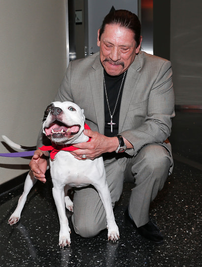 Актер Дэнни Трехо приютил несколько бездомных собак разных пород, в том числе чихуахуа, пуделя, питбуля, ротвейлера и дворнягу. Чихуахуа Дикси жила у него с 2008 по 2024 год, актер очень переживал, когда она скончалась