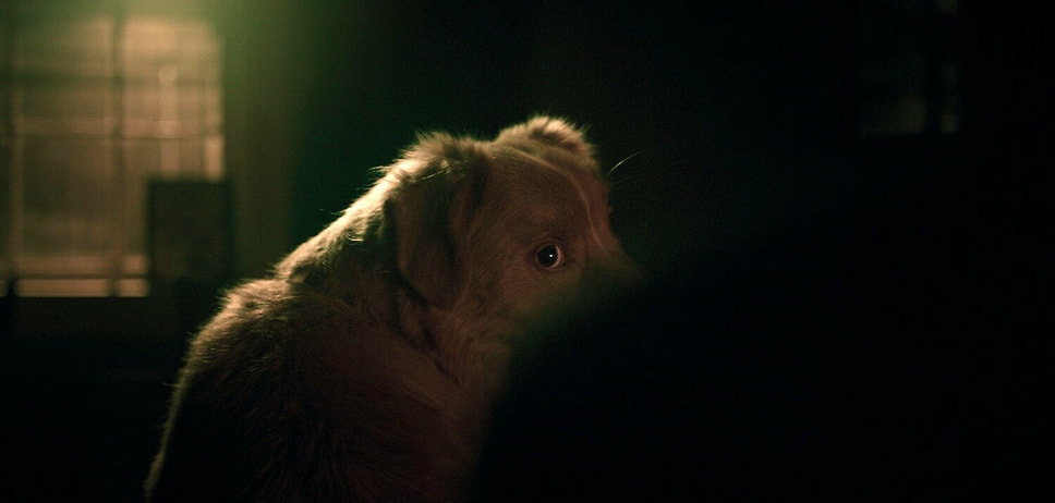 Кадр из фильма «Глазами пса», режиссер Бен Леонберг, 2025