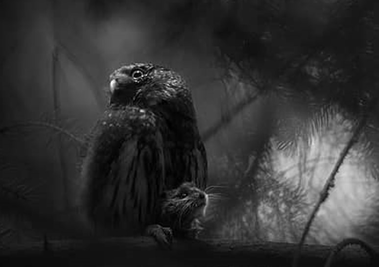 Победитель в номинации «Восходящая звезда»