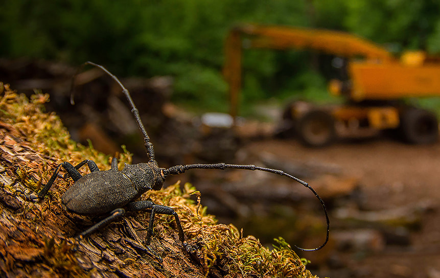 Победитель в номинации «Молодой фотограф в возрасте 15-17 лет»