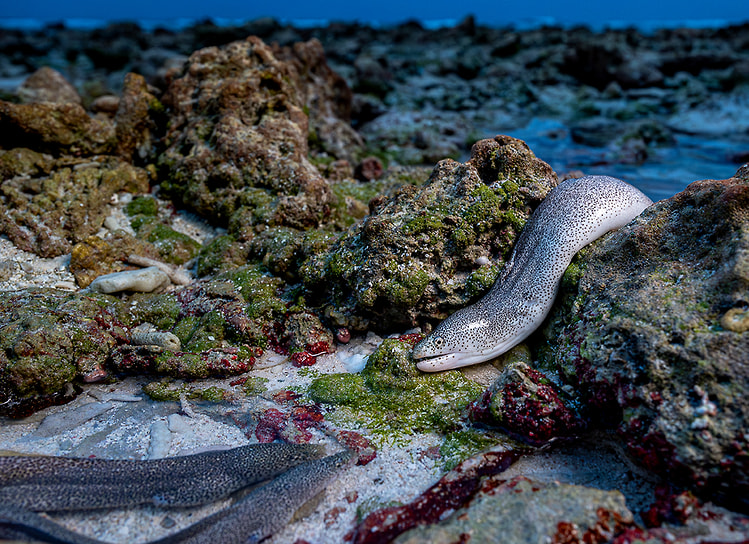 Победитель в номинации «Животные в их естественной среде обитания»