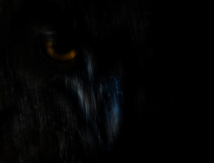 Победитель в номинации «Портрет животного»