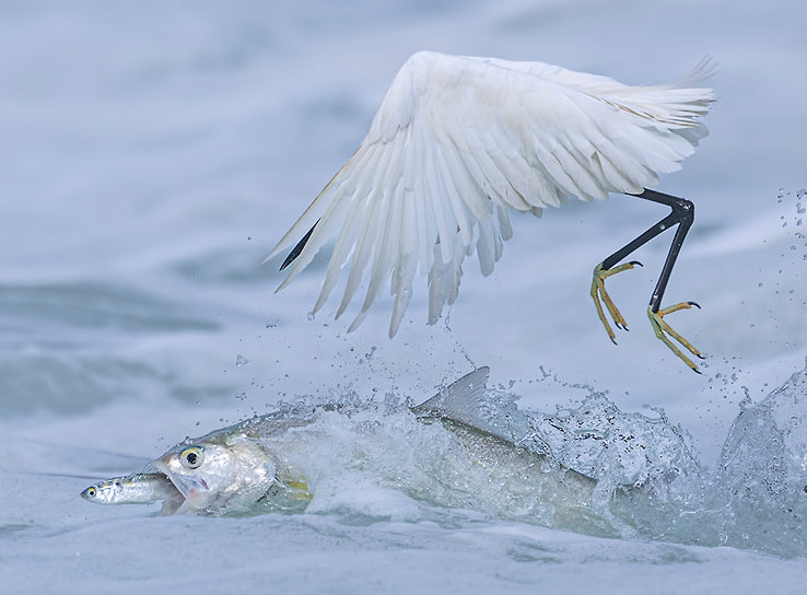 Победитель в номинации «Поведение птиц»