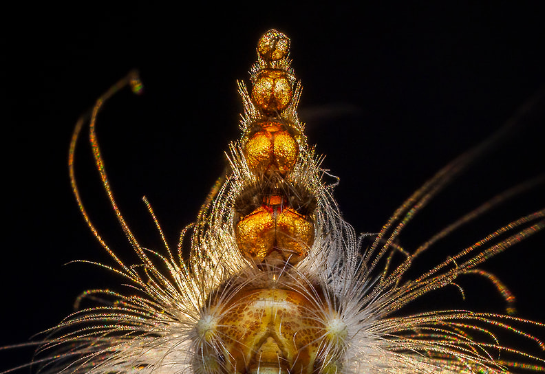 Победитель в номинации «Поведение беспозвоночных»