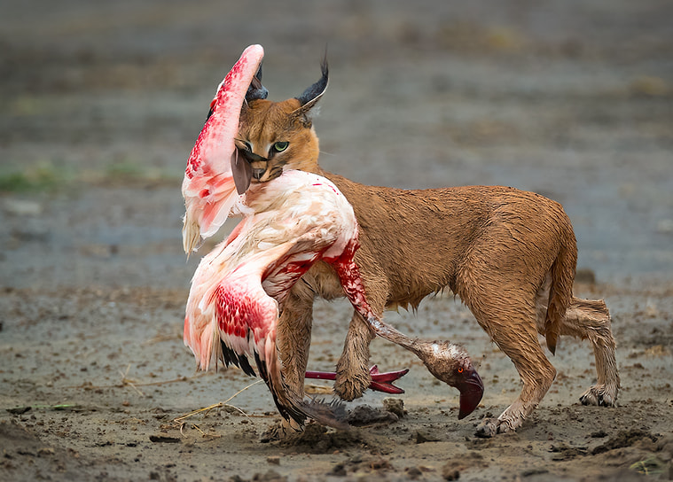 Победитель в номинации «Поведение млекопитающих»