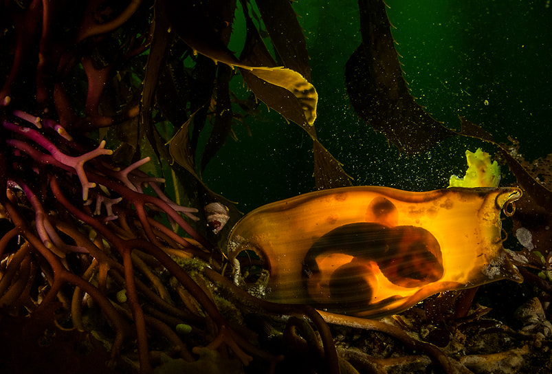 Победитель в номинации «Подводный мир»