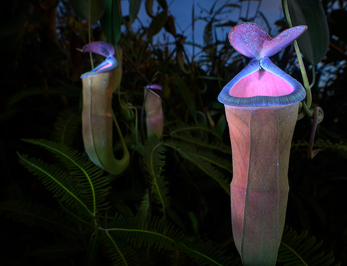 Победитель в номинации «Грибы и растения»