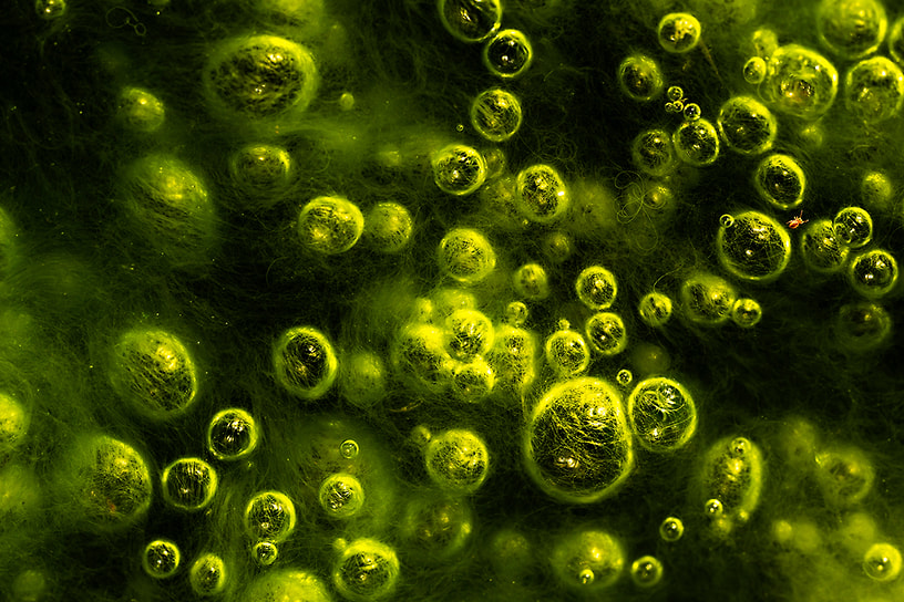 Победитель в номинации «Водно-болотные угодья»