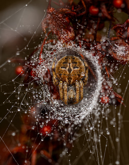 Победитель в номинации «Молодой фотограф в возрасте до 10 лет»