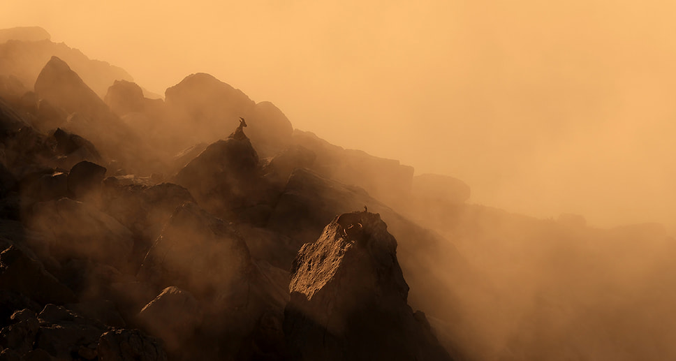 Победитель в номинации «Молодой фотограф в возрасте 11–14 лет»